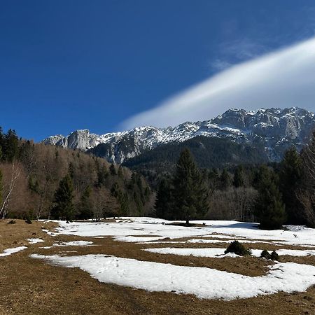 Zărneşti 阿利亚旅馆酒店 外观 照片