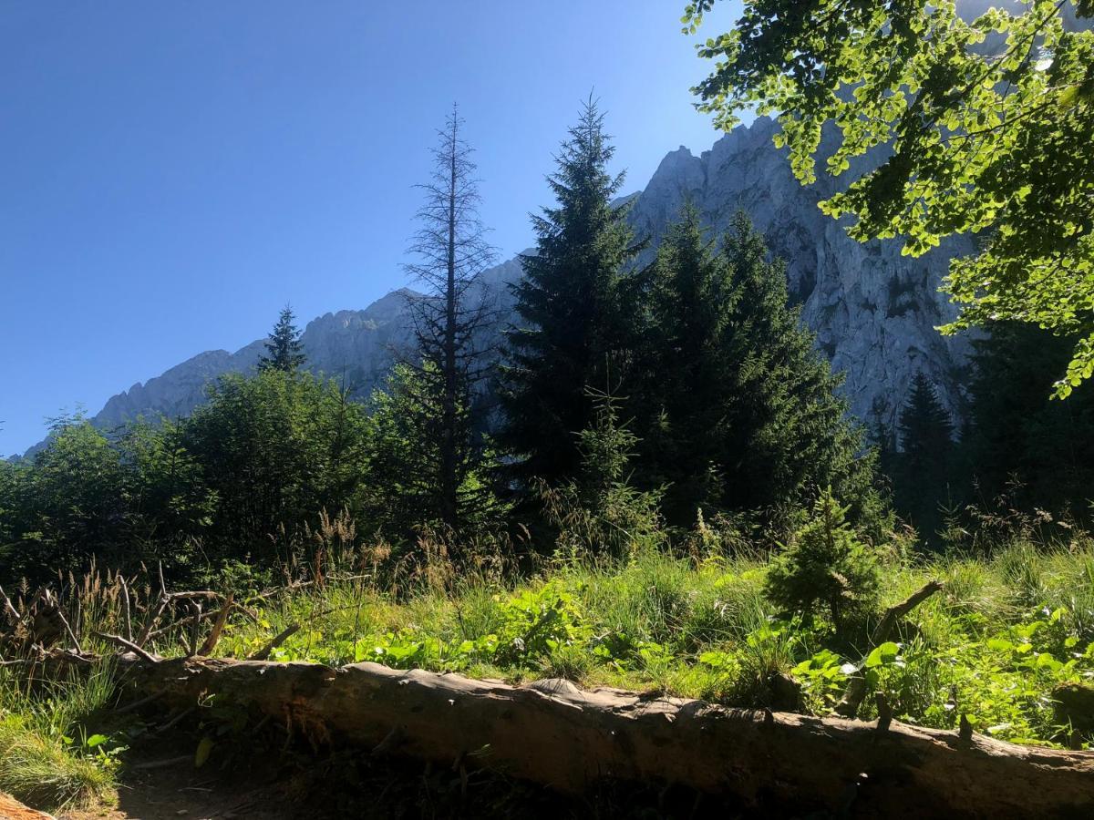 Zărneşti 阿利亚旅馆酒店 外观 照片
